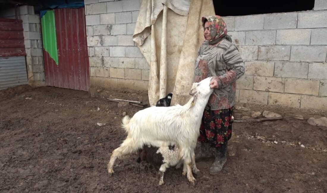 Gaziantep’te doğum sonrası annesinin kabullenmemesi nedeniyle bakımsız kalan kuzuyu keçiler
