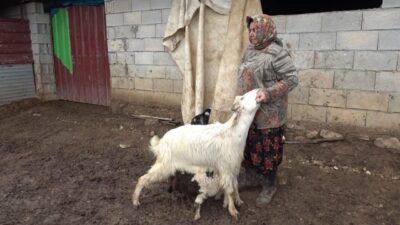 Gaziantep’te doğum sonrası annesinin kabullenmemesi nedeniyle bakımsız kalan kuzuyu keçiler