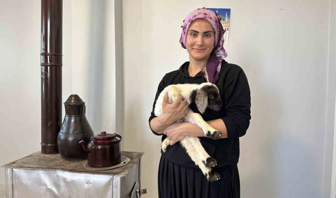 Hakkari’nin Yüksekova ilçesinde annesi ölen 10 günlük kuzu, ev ortamında