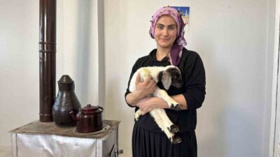 Hakkari’nin Yüksekova ilçesinde annesi ölen 10 günlük kuzu, ev ortamında