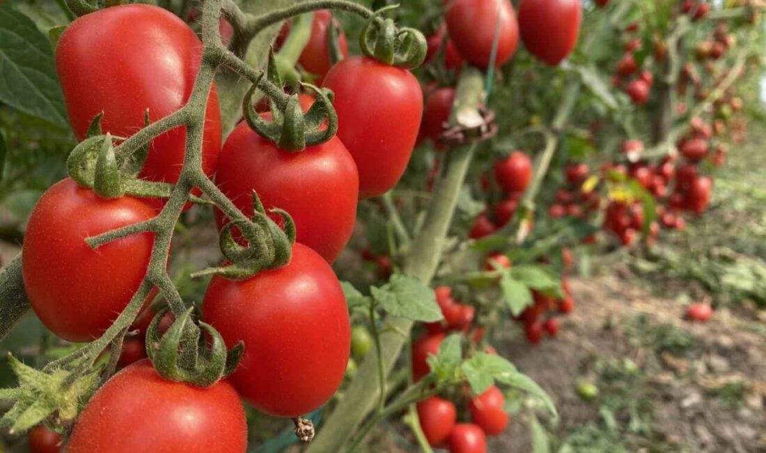 Antalya Ticaret Borsasınca açıklanan 2025 yılı Aralık ayı hal endekslerine