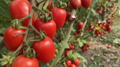 Antalya Ticaret Borsasınca açıklanan 2025 yılı Aralık ayı hal endekslerine