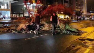 Antalya’nın Manavgat ilçesinde etkili olan fırtınanın etkisiyle refüjdeki ağaç ikiye