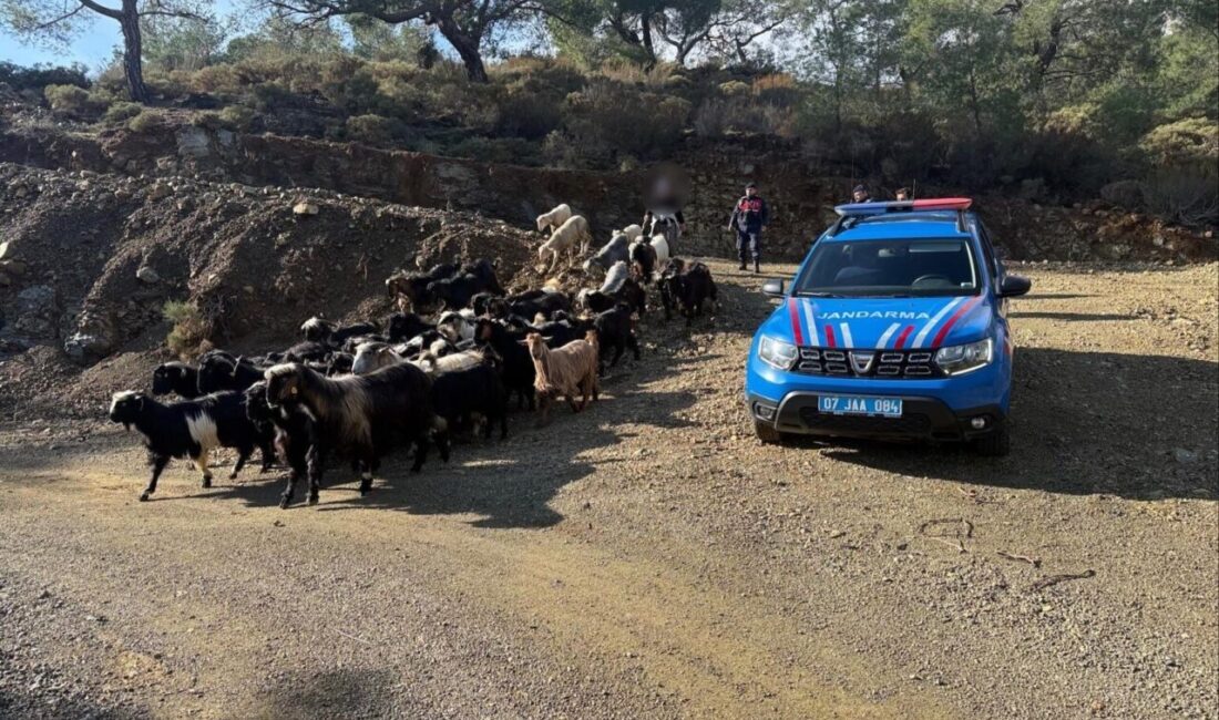 Antalya’nın Aksu ilçesinde yoğun yağış nedeniyle kaybolan 55 küçükbaş hayvan,