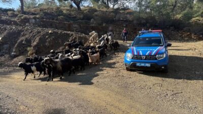 Antalya’nın Aksu ilçesinde yoğun yağış nedeniyle kaybolan 55 küçükbaş hayvan,