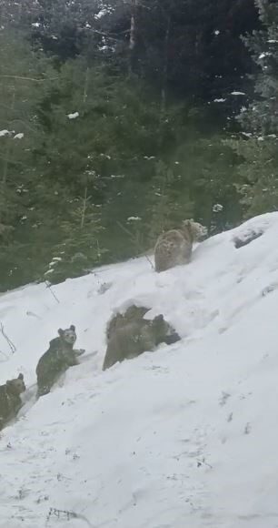Artvin’in Şavşat ilçesinde bulunan Sahara bölgesinde kış uykusuna yatması gereken