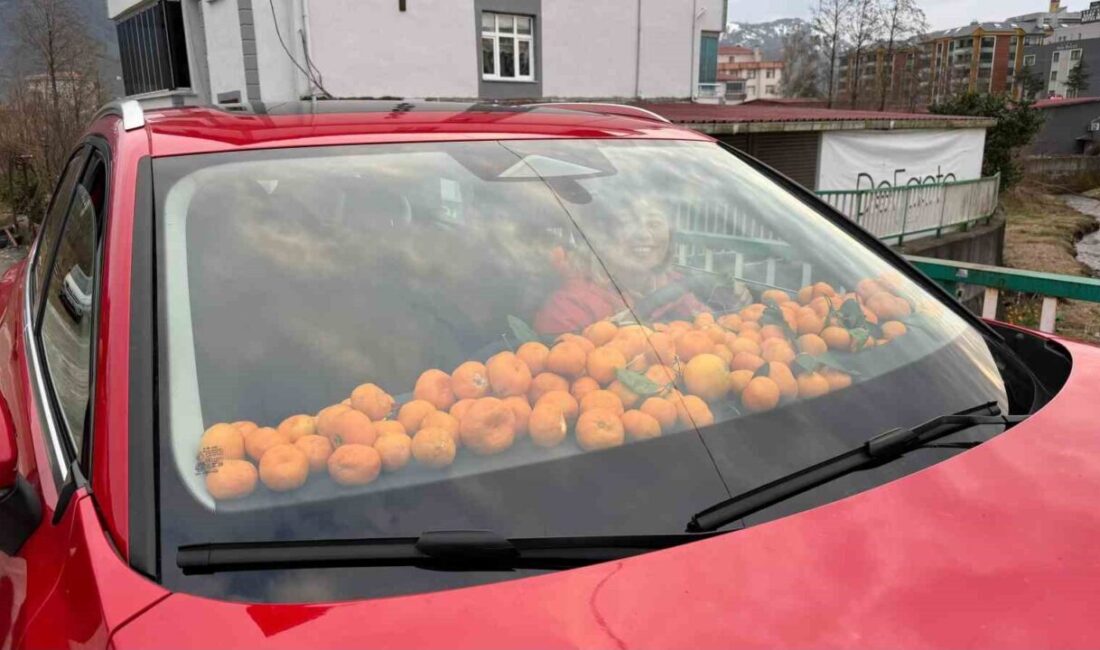 Artvin’in Kemalpaşa ilçesinde bereketli geçen mandalina hasadında poşetlerin yetersiz kalmasıyla