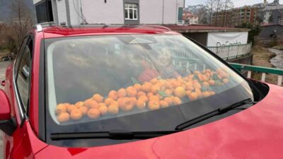 Artvin’in Kemalpaşa ilçesinde bereketli geçen mandalina hasadında poşetlerin yetersiz kalmasıyla