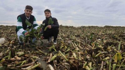 Hatay’da yaz aylarında Asi Nehrin kaplayan istilacı su sümbülleri, kentte