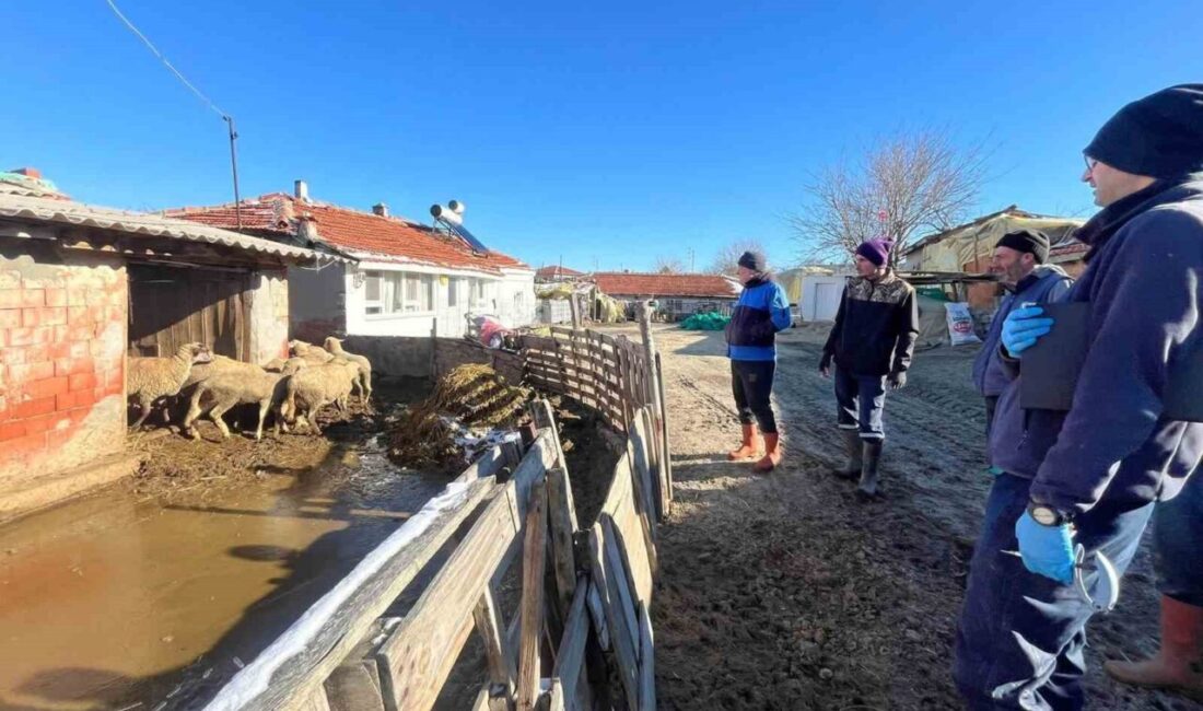 Edirne’de aşılama çalışması sırasında Esetçe beldesinde yeni doğan kuzu sevindirdi.
