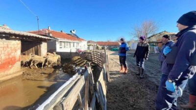 Edirne’de aşılama çalışması sırasında Esetçe beldesinde yeni doğan kuzu sevindirdi.
