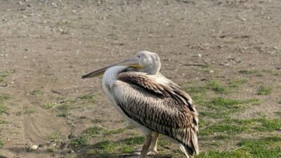 Samsun’un Atakum sahilinde bir pelikanın görülmesi vatandaşların dikkatini çekti. Martıların