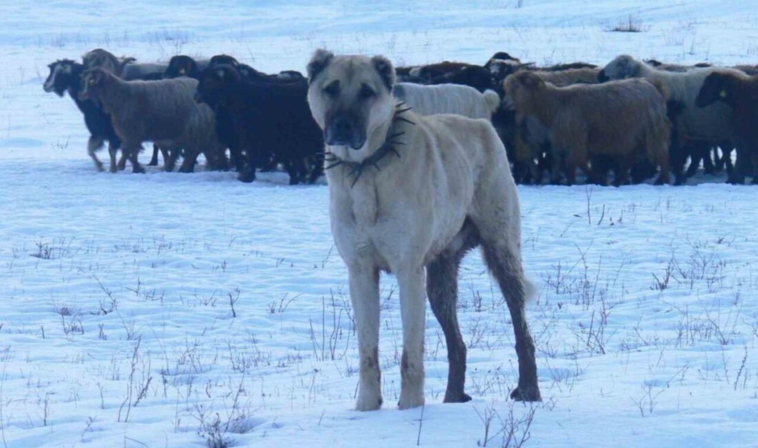 Araştırmalar, Erzurum’un yüksek yaylalarından seçilen Anadolu çoban köpeklerinin 1938 yılında