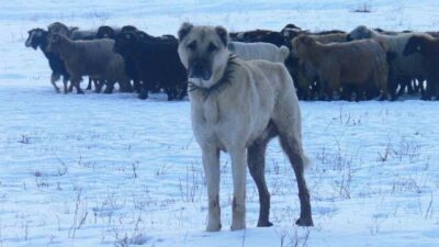 Araştırmalar, Erzurum’un yüksek yaylalarından seçilen Anadolu çoban köpeklerinin 1938 yılında