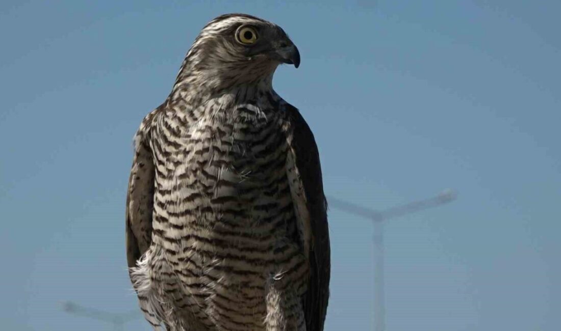 Bıldırcın tutmak için sabunlu suyla yola çıkılan ve böcekle küçük