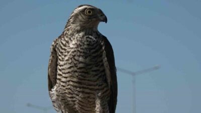 Bıldırcın tutmak için sabunlu suyla yola çıkılan ve böcekle küçük