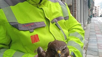 Sinop’un Ayancık ilçesinde dağlık alanda yaralı halde bulunan şahin, vatandaşın
