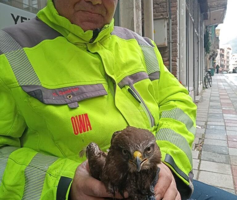 Sinop’un Ayancık ilçesinde dağlık alanda yaralı halde bulunan şahin, vatandaşın