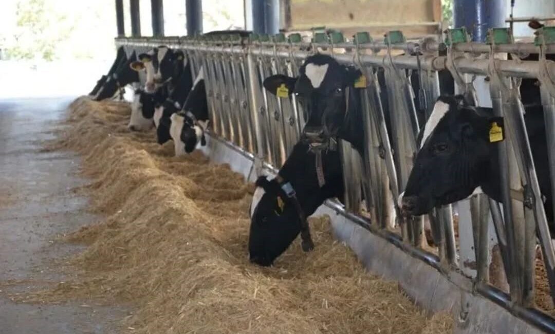 Hayvancılıkta Türkiye haritasında dikkat çeken illerden biri olan Aydın, büyükbaş