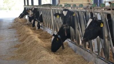 Hayvancılıkta Türkiye haritasında dikkat çeken illerden biri olan Aydın, büyükbaş