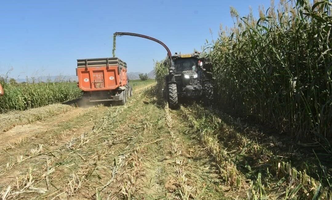 Aydın’da 2025 yılında kaba yem üretiminin artırılması amacıyla 25 bin
