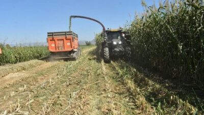 Aydın’da 2025 yılında kaba yem üretiminin artırılması amacıyla 25 bin