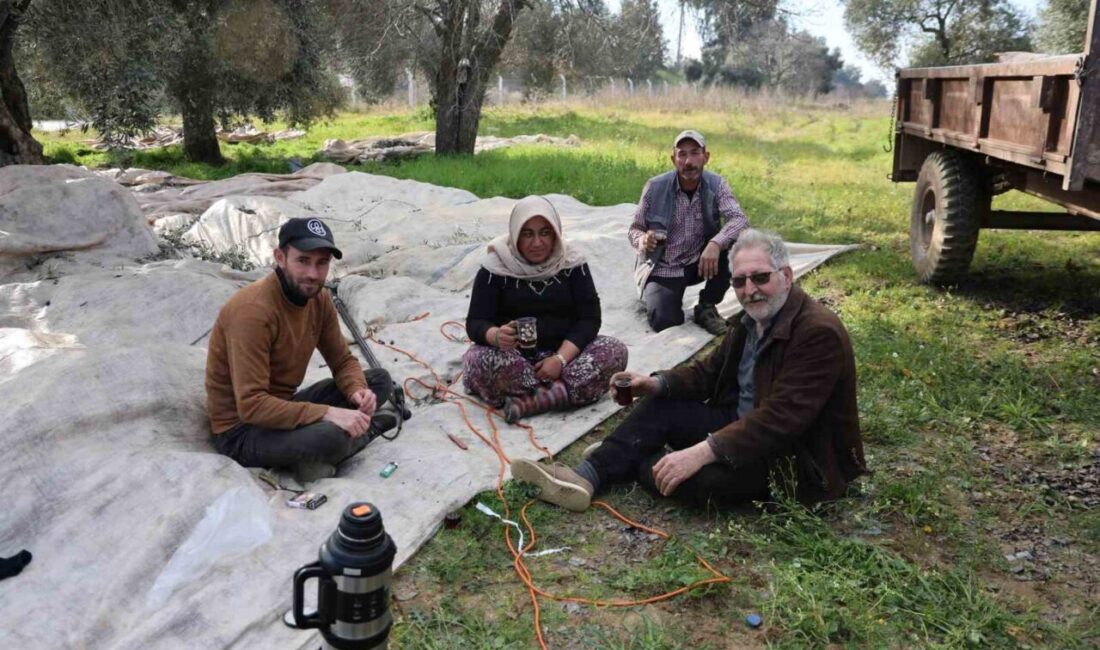 Karla boğuşan Türkiye’ye inat, Aydın’ın Efeler ilçesinde zeytin hasadı, güneşli