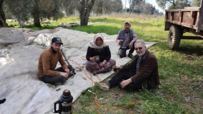 Karla boğuşan Türkiye’ye inat, Aydın’ın Efeler ilçesinde zeytin hasadı, güneşli