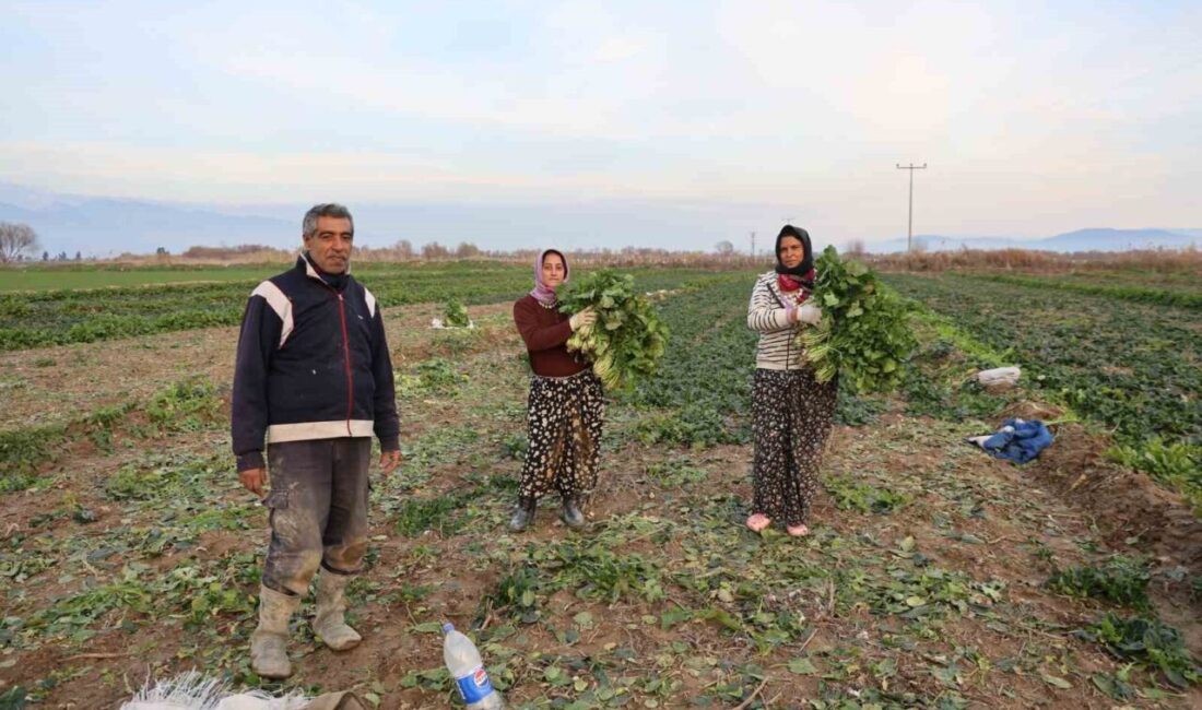 Aydın’da geçtiğimiz hafta etkili olan kırağı ve don nedeniyle sebze