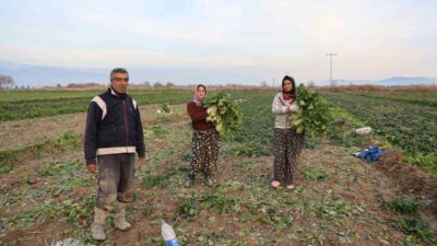 Aydın’da geçtiğimiz hafta etkili olan kırağı ve don nedeniyle sebze