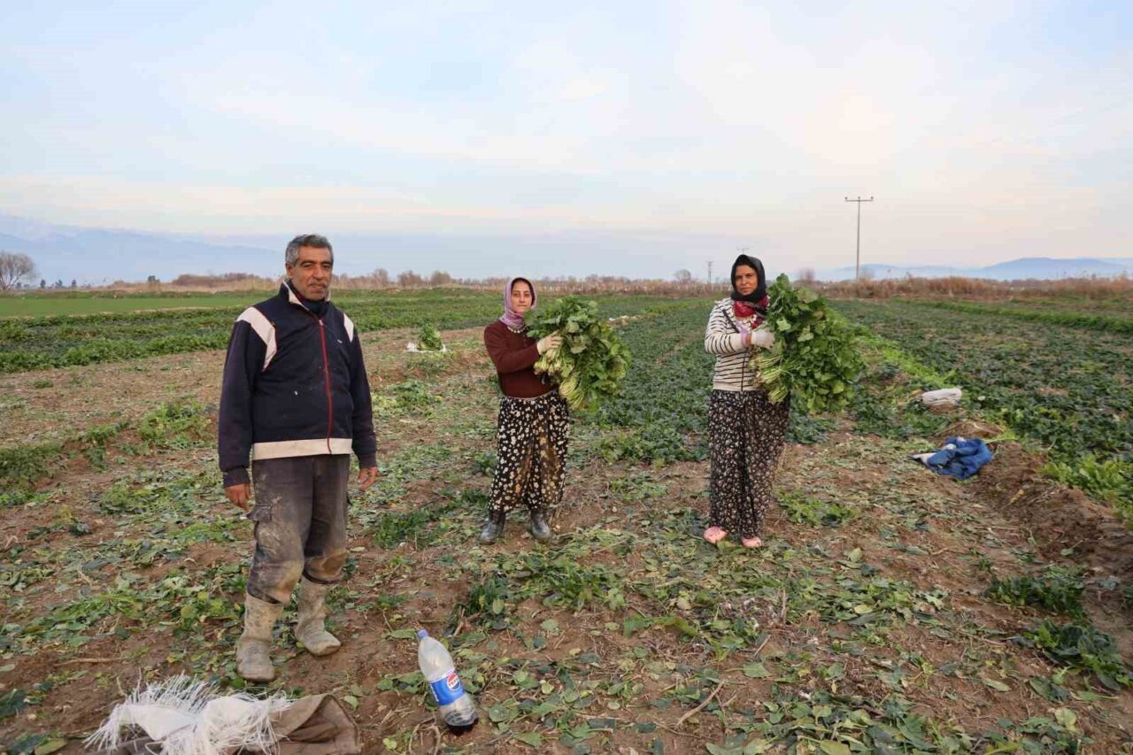 Aydın’da geçtiğimiz hafta etkili olan kırağı ve don nedeniyle sebze
