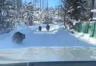 Artvin’in Ardanuç ilçesinde kış uykusuna yatmayan ayı ve yavruları, gündüz