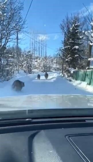 Artvin’in Ardanuç ilçesinde kış uykusuna yatmayan ayı ve yavruları, gündüz