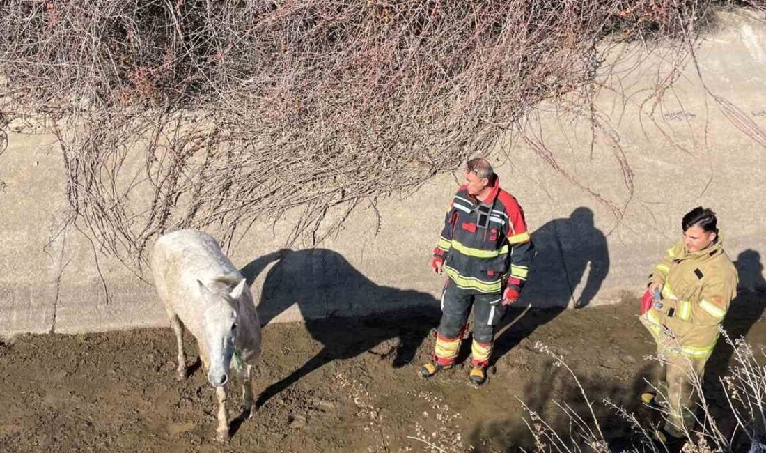 Balıkesir’in Ayvalık ilçesinde su kanalına düşen atı itfaiye ekipleri kurtardı.