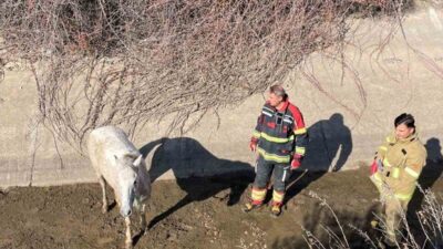 Balıkesir’in Ayvalık ilçesinde su kanalına düşen atı itfaiye ekipleri kurtardı.