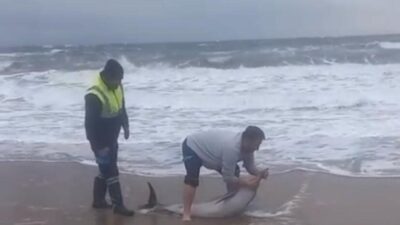 Balıkesir’in Ayvalık ilçesi Sarımsaklı plajlarında karaya vuran yunusu, vatandaşlar kurtararak