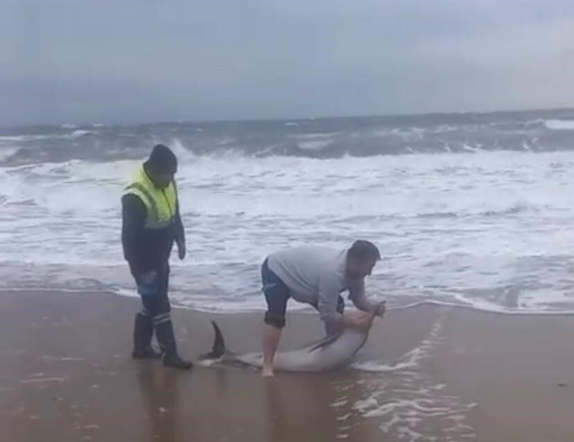 Balıkesir’in Ayvalık ilçesi Sarımsaklı plajlarında karaya vuran yunusu, vatandaşlar kurtararak