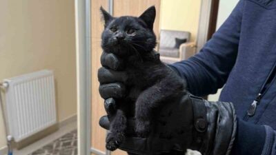 Konya’da 4 katlı bir apartmanın bacasına giren kedi itfaiye ekiplerinin