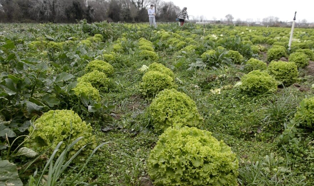 Samsun’un Bafra ilçesinde 570 dekar alanda üretimi yapılan marulda fiyatların