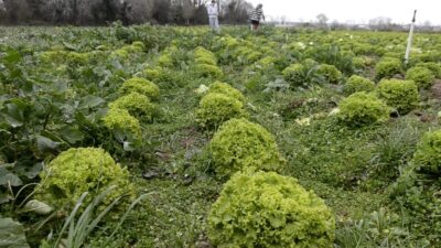 Samsun’un Bafra ilçesinde 570 dekar alanda üretimi yapılan marulda fiyatların