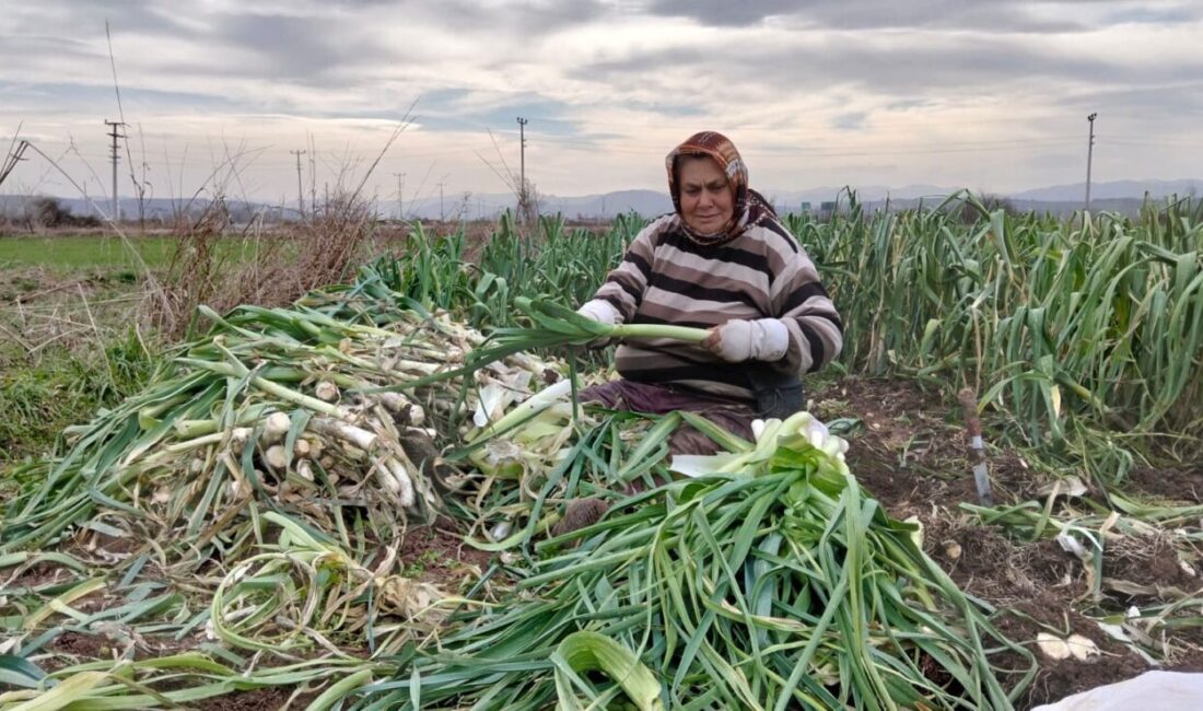 Samsun’un Bafra Ovası’nda bu yıl pırasada yüksek rekolte dikkat çekerken,