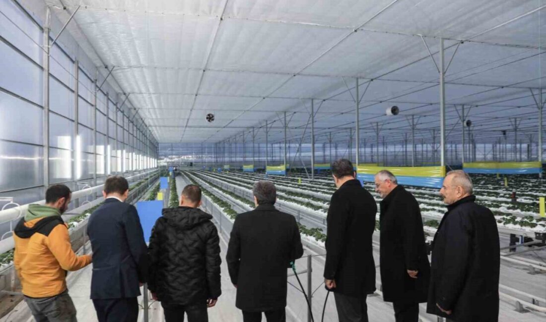 Samsun Valisi Orhan Tavlı, Bafra Sera Organize Tarım Bölgesi’nde(OTB) ileri