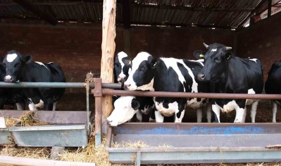 Tarım ve Orman Bakanlığı’nın hayata geçirdiği ’Güçlü Besi Güçlü Üretim