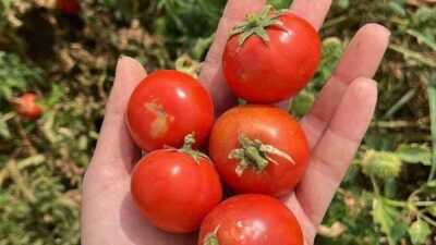 Balıkesir Büyükşehir Belediyesi Kırsal Hizmetler Daire Başkanlığı Çiftçi Eğitim Merkezi