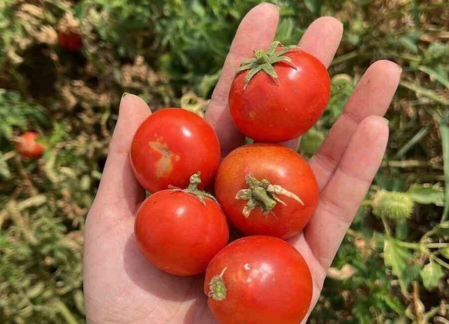 Balıkesir Büyükşehir Belediyesi Kırsal Hizmetler Daire Başkanlığı Çiftçi Eğitim Merkezi