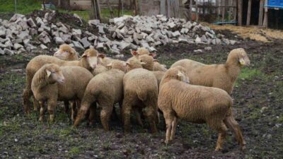Balıkesir Büyükşehir Belediyesi, hem küçük aile tipi üreticiyi desteklemek hem
