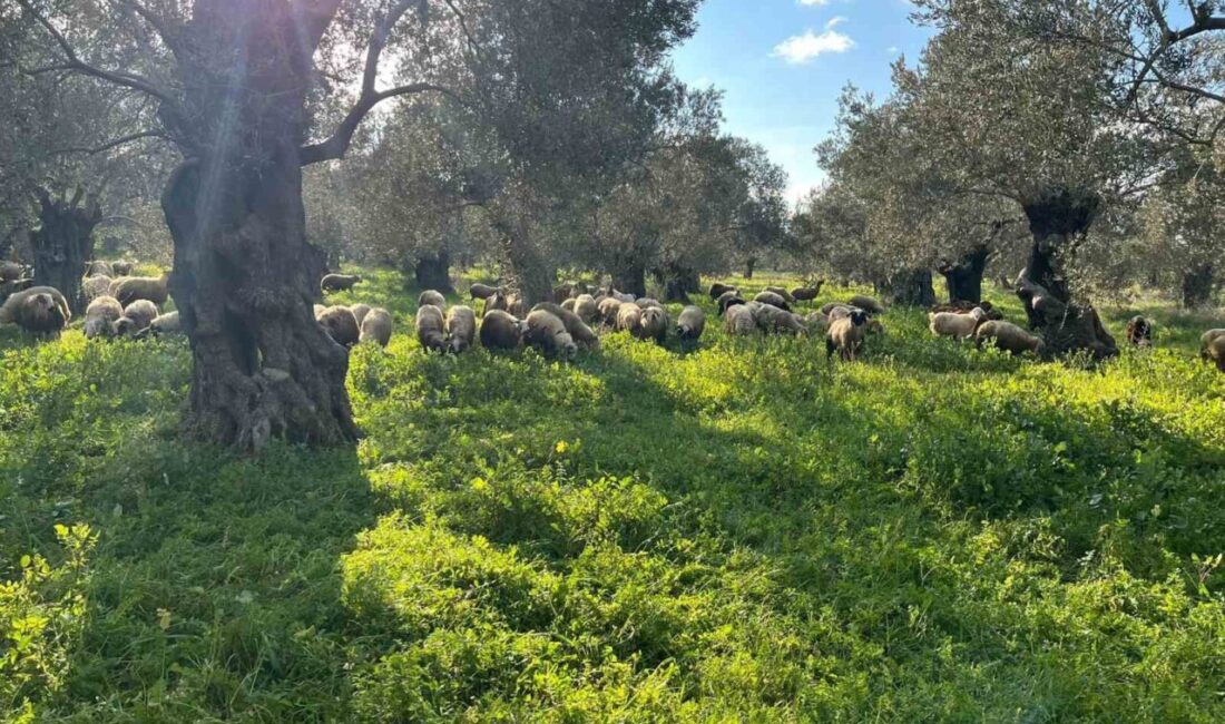 Balıkesir’in Burhaniye ilçesinde, Çiftçi Malları Koruma Başkanlığı, zeytinliklerde hayvan otlatanlara