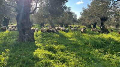Balıkesir’in Burhaniye ilçesinde, Çiftçi Malları Koruma Başkanlığı, zeytinliklerde hayvan otlatanlara