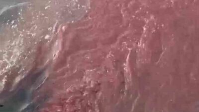 Balıkesir’in Bandırma ilçesinde arıtılmadan döküldüğü öne sürülen atık su nedeniyle