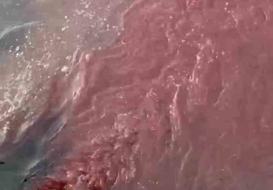 Balıkesir’in Bandırma ilçesinde arıtılmadan döküldüğü öne sürülen atık su nedeniyle